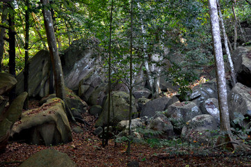 granitic rock into the tropical jungle in La Digue Island, Seychelles