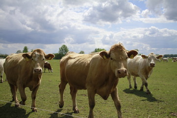 bauernhof mit Kühen
