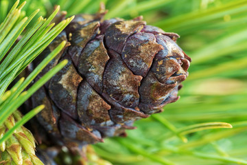 View of cone of dwarf stone pine (Pinus Pumila). Close up natural floral background, Christmas mood.