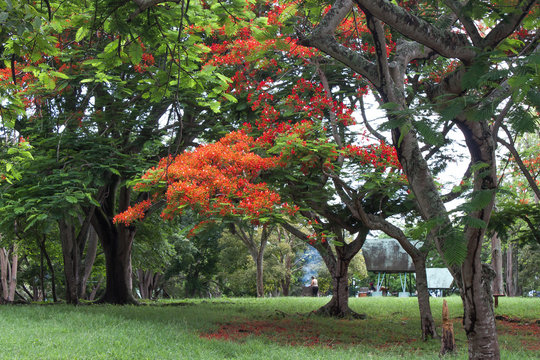 Parques con arboles caminos y cesped, Cumaripa Venezuela