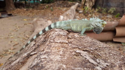 lizard on rock
