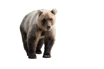 Terrible wild Kamchatka brown bear (Ursus arctos piscator) walking and looking. Isolated on white background, copy space.