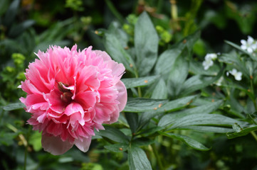 pink flower