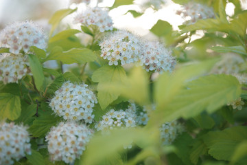 Blooming Physocarpus, green plant, yellow flowers