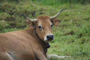 Vacas marrones descansando en un prado.