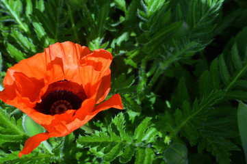 Red poppy