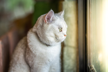 The gray cat is sitting out looking out the window. From inside the room in the house.soft focus.