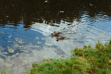 Duck with ducklings
