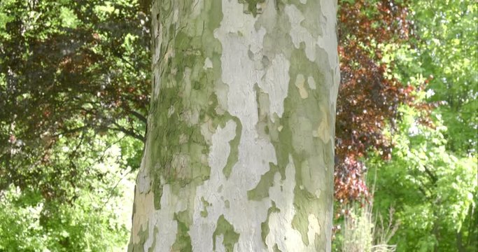 Platanus orientalis bark - tilt up. Old World sycamore, or Oriental plane, is a large, deciduous tree of the Platanaceae family, known for its longevity and spreading crown. 4K DCI, 200Mbps.