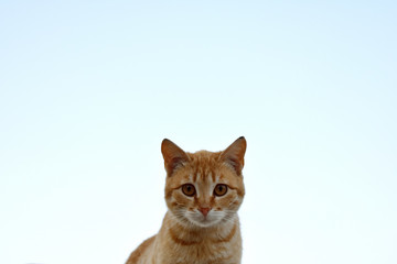 Beautiful red cat on the roof against the sky