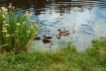 Duck with ducklings