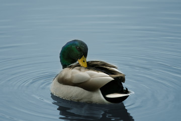 Fototapeta premium ENTE IM WASSER