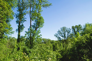 Obraz premium Zielone lasy liściaste wiosną