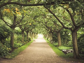 allée d'arbre