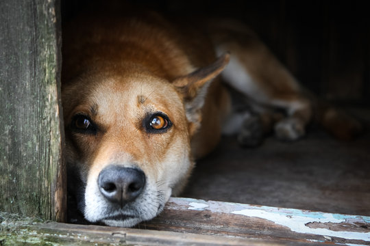 Sad View Of A Lonely Red Dog Lying In The Kennel - An Old Wooden House