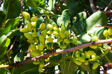 Ripening the fruit of the pistachio tree. Pistachio tree branch full of pistachio nuts