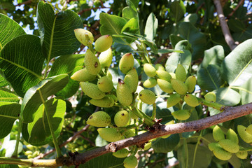 Ripening the fruit of the pistachio tree. Pistachio tree branch full of pistachio nuts
