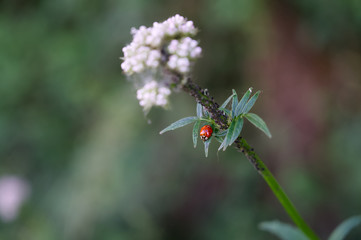 Roter Herrgottskäfer auf grüner Pflanze mit grünem Bokeh