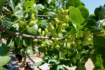 Ripening the fruit of the pistachio tree. Pistachio tree branch full of pistachio nuts
