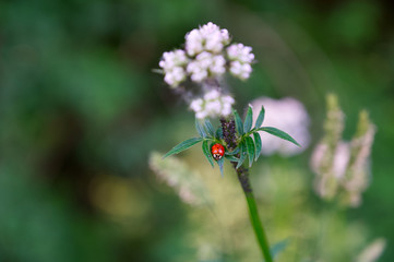 Roter Herrgottskäfer auf grüner Pflanze mit grünem Bokeh