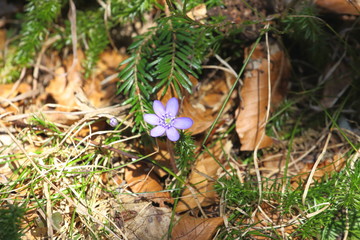 Leberblume