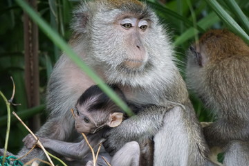 Mother monkey and her kid.