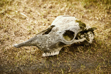 Old skull of elk without horns in  forest on dry grass