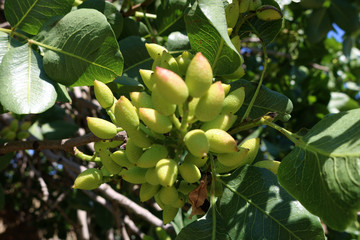 Ripening the fruit of the pistachio tree. Pistachio tree branch full of pistachio nuts