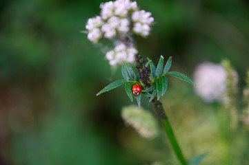 Roter Herrgottskäfer auf grüner Pflanze mit grünem Bokeh