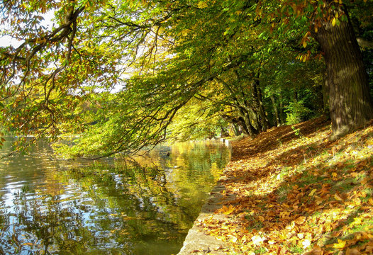 Paysage d'automne, grand arbre qui se reflète dans un étang au bois de la Cambre