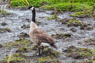 Black Geese, North Island, New Zeland