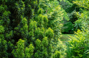 Combination of beautiful column of yew Taxus baccata Fastigiata Aurea on evergreen plants background, and graceful bamboo Phyllostachys aureosulcata foliage in garden on right