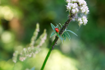 Roter Herrgottskäfer auf grüner Pflanze mit grünem Bokeh