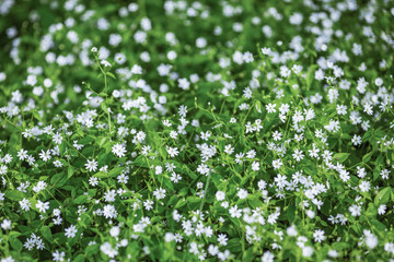 Obraz na płótnie Canvas Small white flowers on the background of green leaves. Flower meadow.