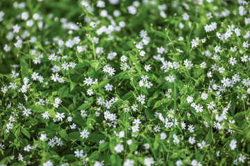 Small white flowers on the background of green leaves. Flower meadow.