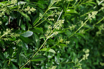 Closeup of a flowering branch of privet hedge, ligustrum plant - obrazy, fototapety, plakaty