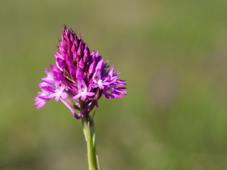 Pyramidal Orchid, Anacamptis pyramidalis. Wild flower.