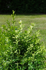 Closeup of buxus bush against green lawn