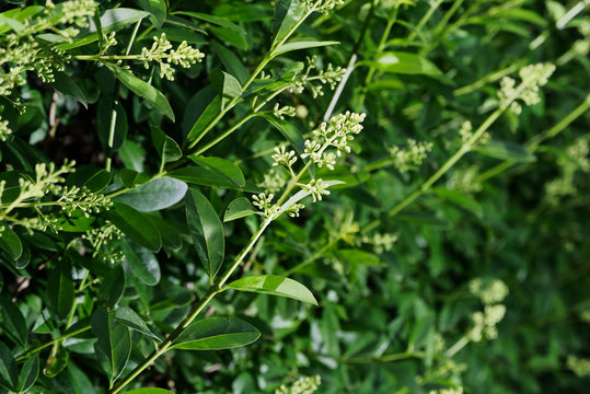 Closeup of a flowering branch of privet hedge, ligustrum plant