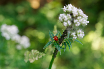 Roter Herrgottskäfer auf grüner Pflanze mit grünem Bokeh