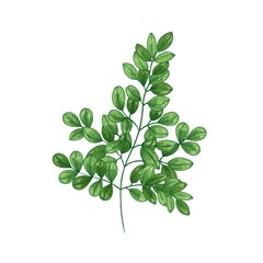 Natural realistic drawing of Miracle Tree or Moringa oleifera. Herb or herbaceous plant used in traditional medicine isolated on white background. Botanical vector illustration in vintage style.