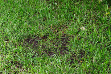 Close up of a bald spot in a green lawn