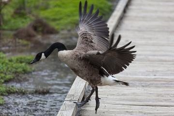 Black Geese, North Island, New Zeland