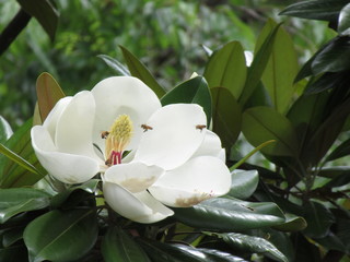 Obraz premium 公園の大山木の花に群がるミツバチ