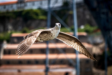 seagull in flight