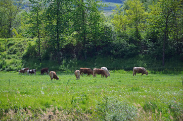 Obraz premium Rinder auf Mainwiese bei Freudenberg