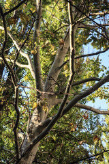 tree in spring