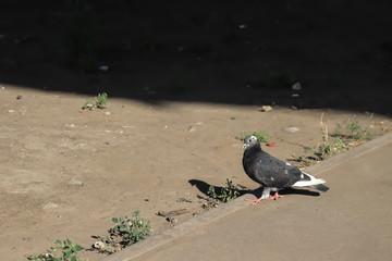 pigeon by the road