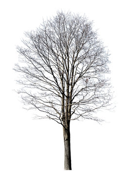 isolated on white large maple bare tree
