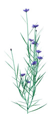 3D Illustration Cornflowers on White